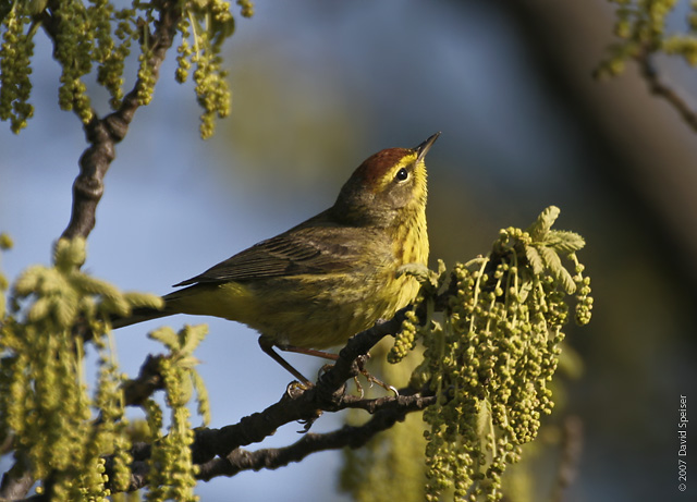 Palm Warbler