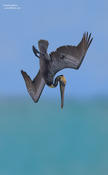 brown pelican 1 1024 ws