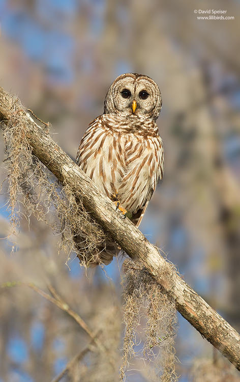 barred owl 1 fl 1024 ws