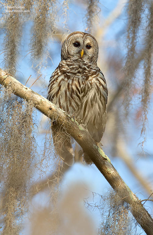 barred owl 2 fl 1024 ws