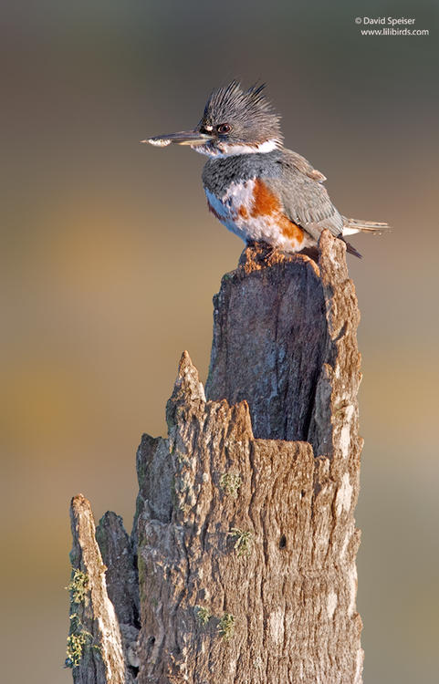 belted kingfisher 1d 1024 ws