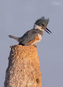 belted kingfisher 2 1024 ws