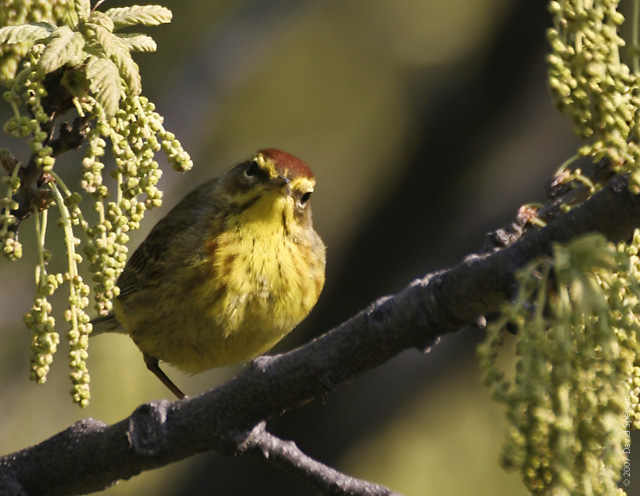 Palm Warbler