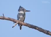 belted kingfisher 3 1024 ws