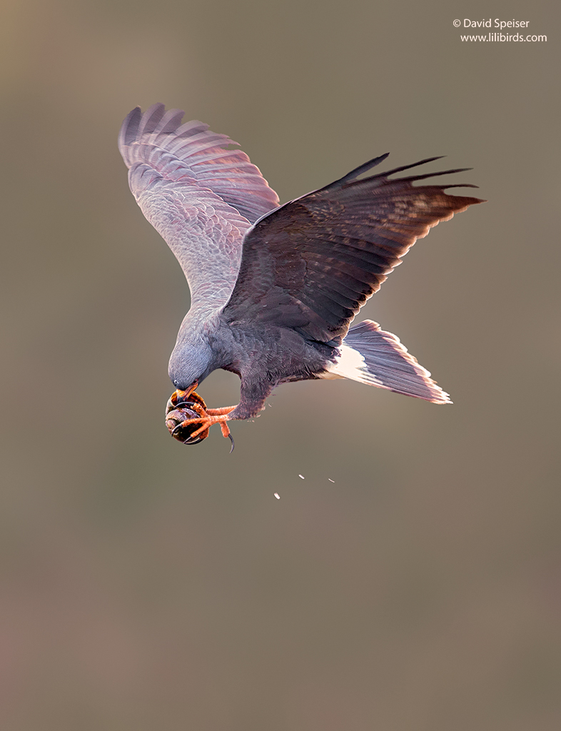 snail kite 1a 1024 ws