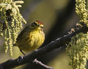 Palm Warbler