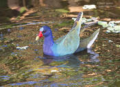 purple gallinule 1 1024 ws