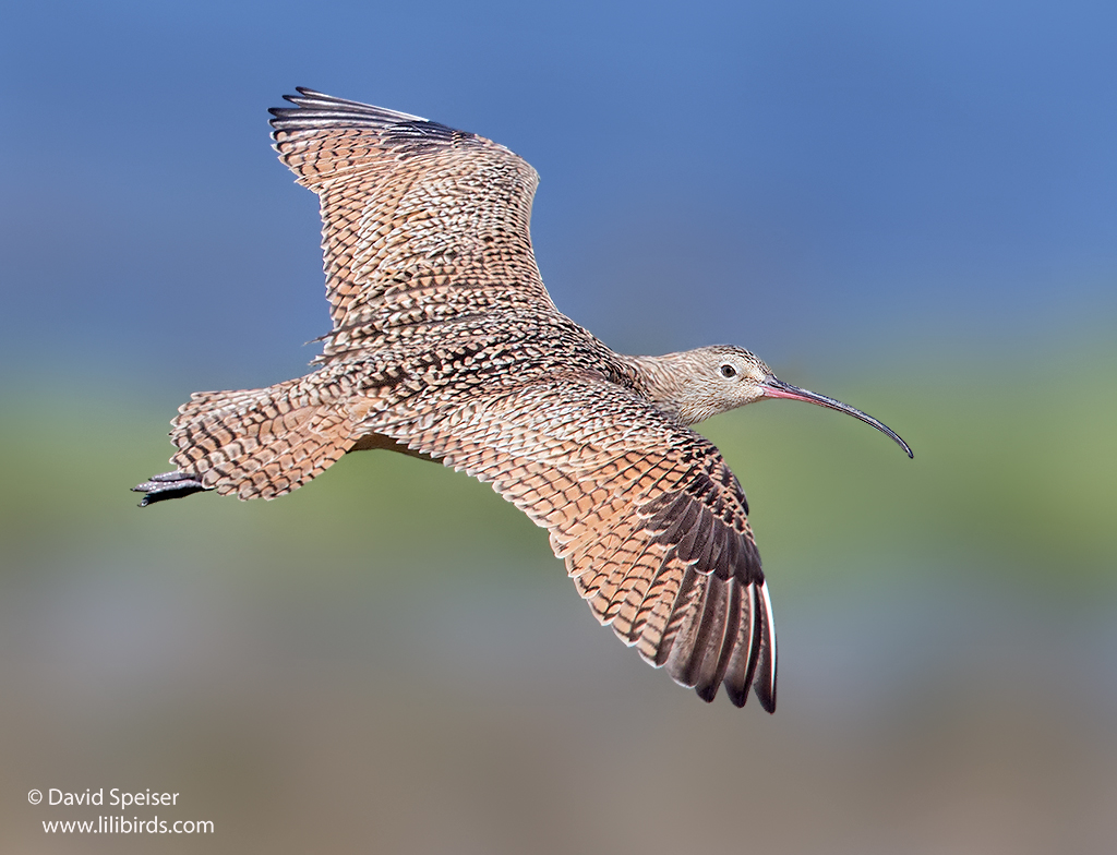 long-billed curlew 1c 1024 ws