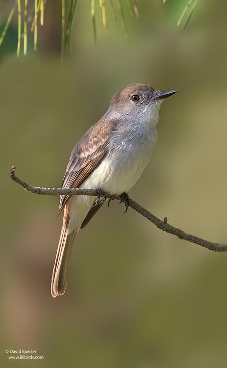 la sagra's flycatcher 1