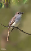 la sagra's flycatcher 1