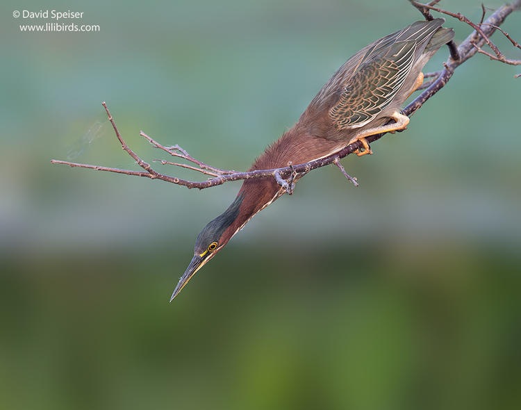 green heron 1 1024 ws