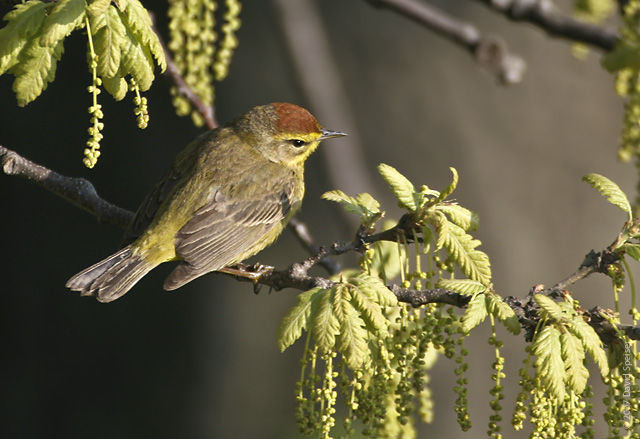 Palm Warbler