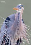 great blue heron 1 1024ws