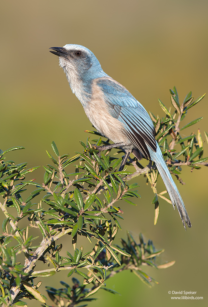 florida scrub jay 1 1024 ws