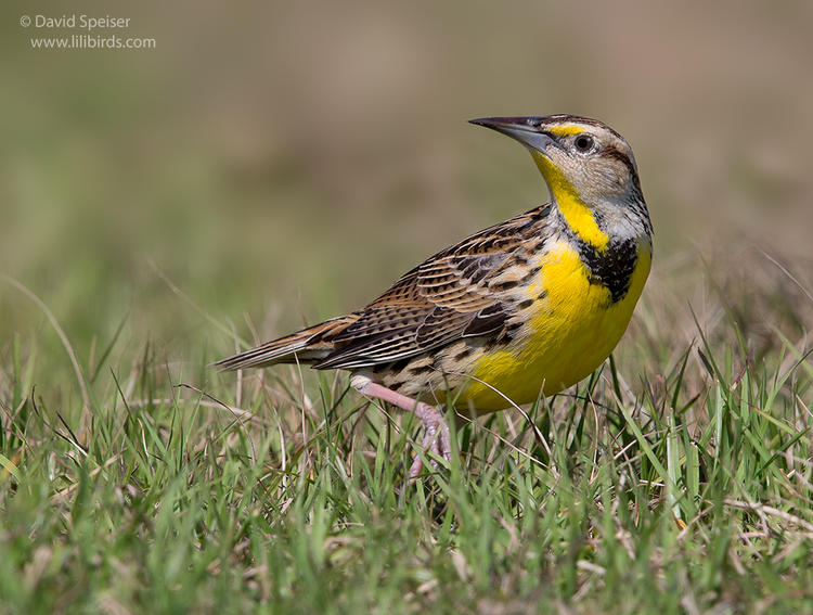 eastern meadowlark 1 1024 ws