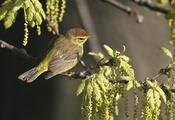 Palm Warbler