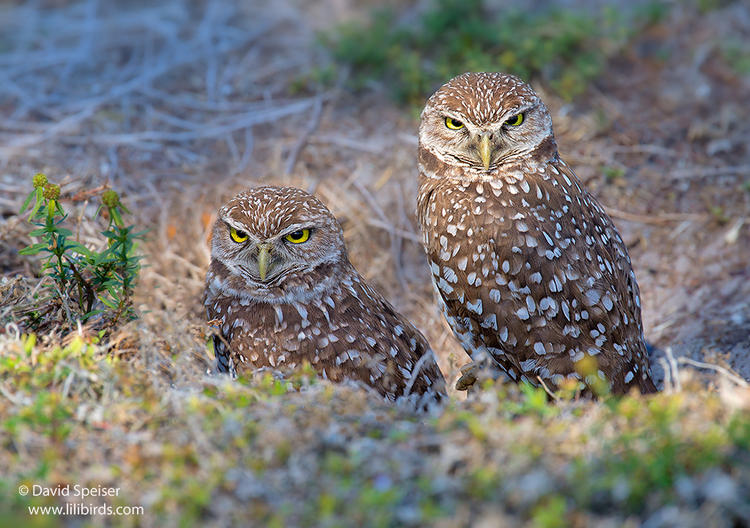 burrowing owls 1 1024ws