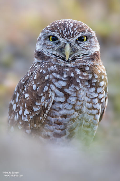 burrowing owl 2 1024ws