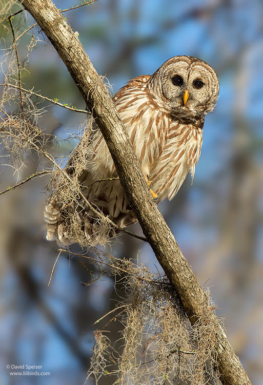 barred owl 3 1024 ws