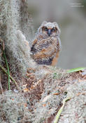 great horned owlet 1 1024 ws