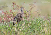 limpkin 1 1024 ws