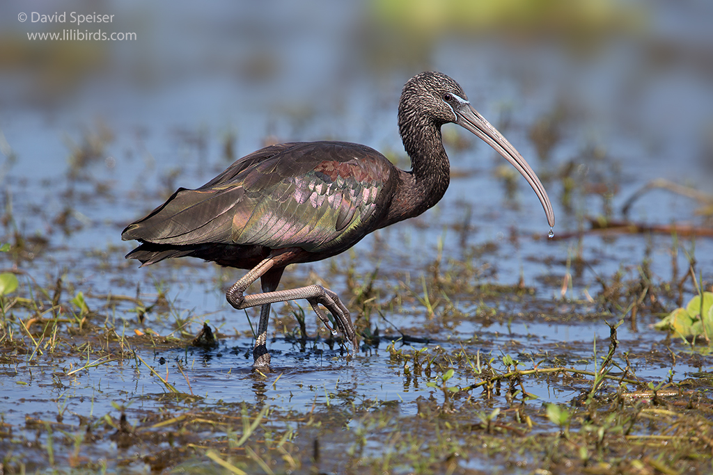 glossy ibis 1 ws