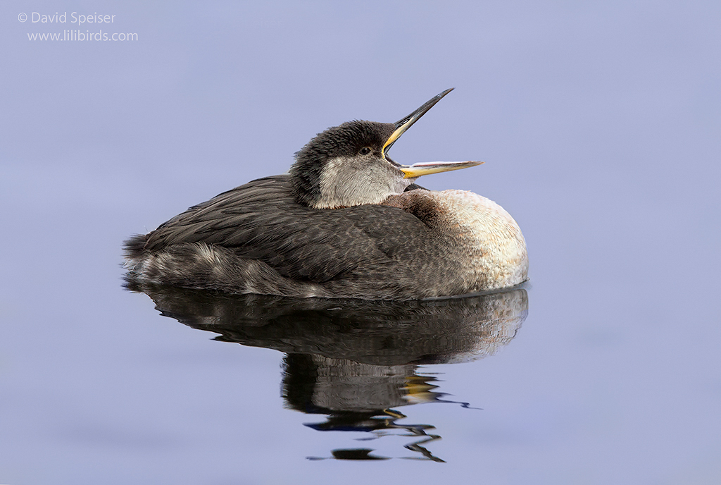 red-necked grebe 1e 1024ws