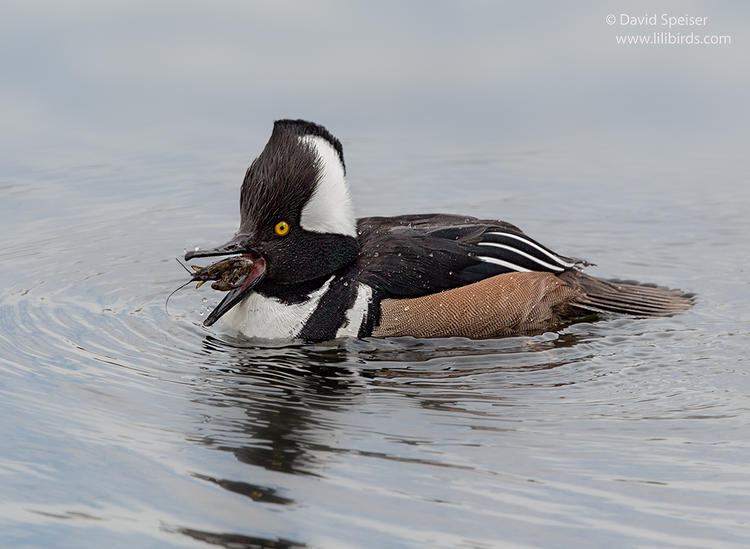 hooded merganser 1 1024 cp ws