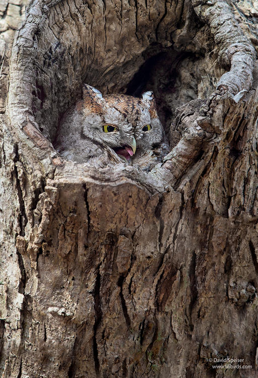 eastern screech owl 1a 1024 ws