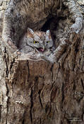 eastern screech owl 1a 1024 ws