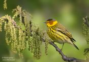 Cape May Warbler