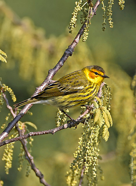 Cape May Warbler