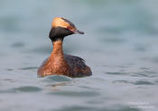horned grebe 1a ws