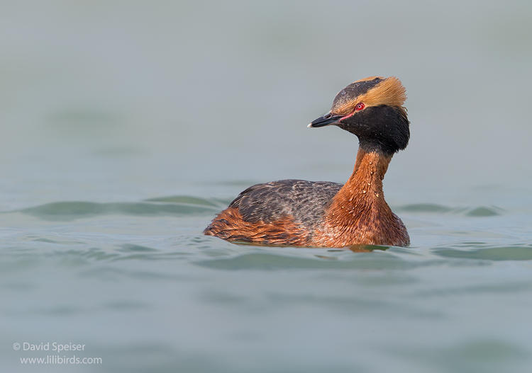 horned grebe 2 ws