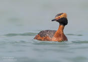 horned grebe 2 ws