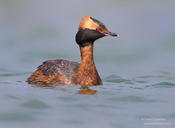 horned grebe 3a 1024 ws