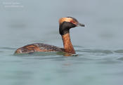 horned grebe 4 1024 ws