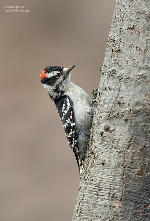 downy woodpecker 1 1024 ws