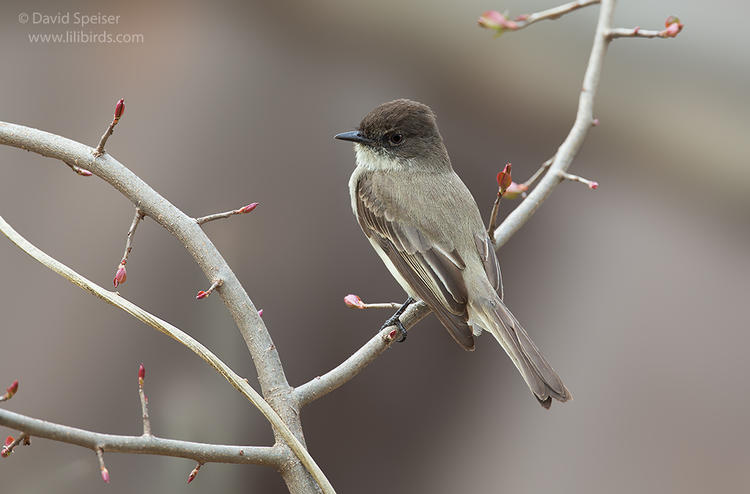 eastern phoebe 1cp 1024 ws