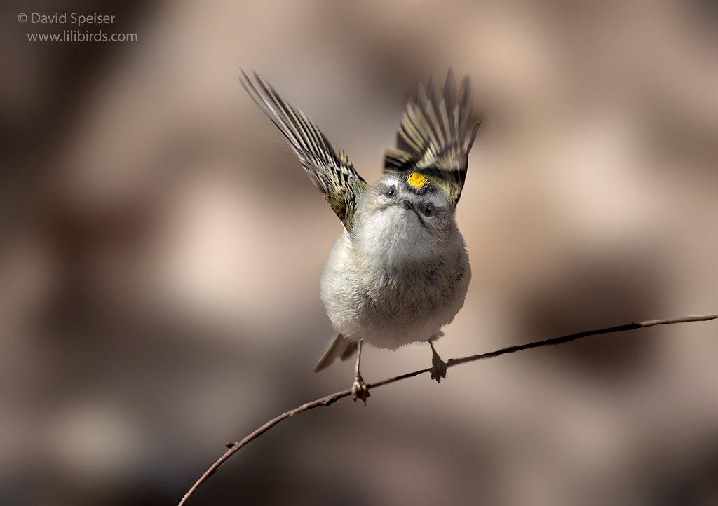 golden crowned kinglet 1a 1024 ws