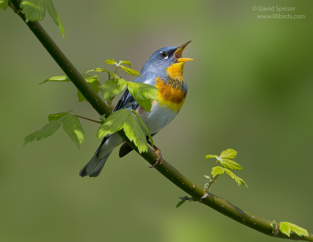 northern parula 1a 1024 va ws