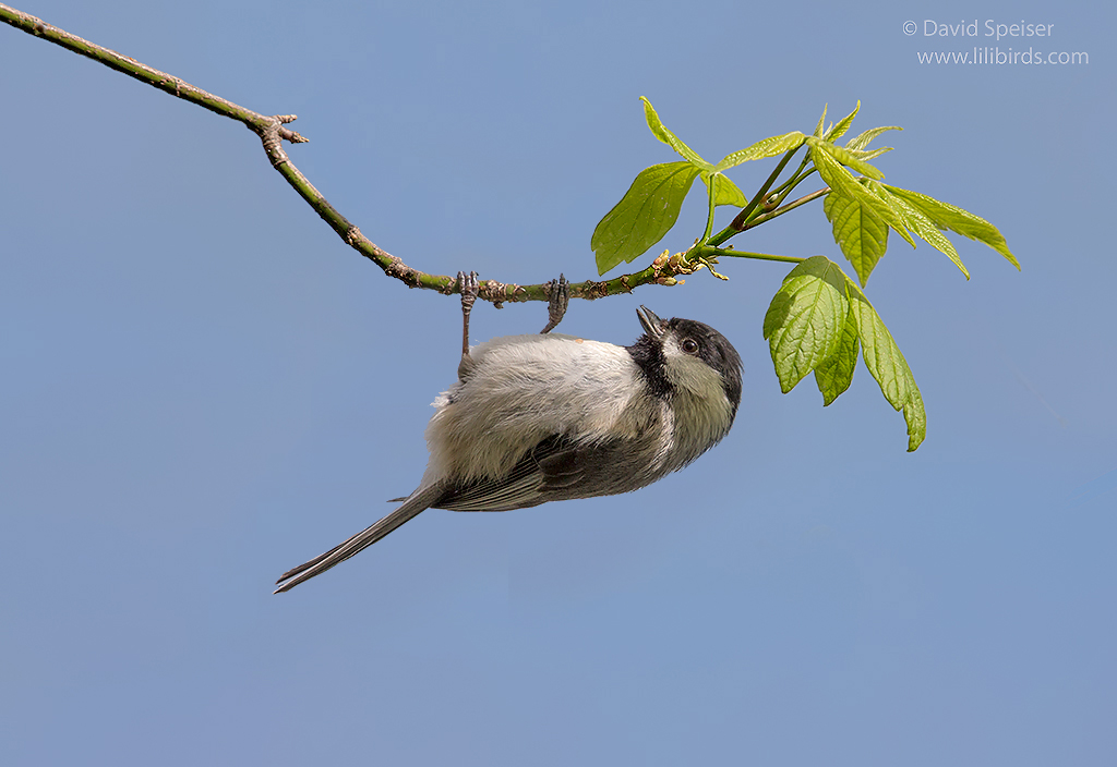 carolina chickadee 1b ws