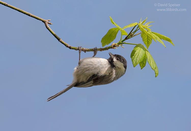 carolina chickadee 1b ws