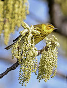 Cape May Warbler