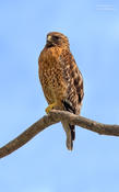 red shouldered hawk 1a 1024 ws