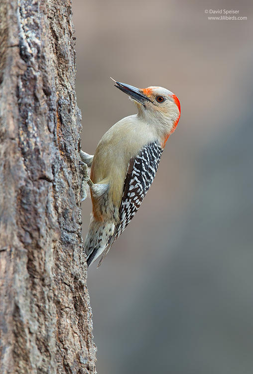 red-bellied woodpecker 1a ws