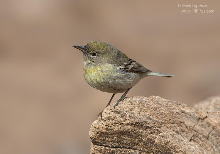 pine warbler 1 1024 cp ws