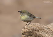 pine warbler 1 1024 cp ws