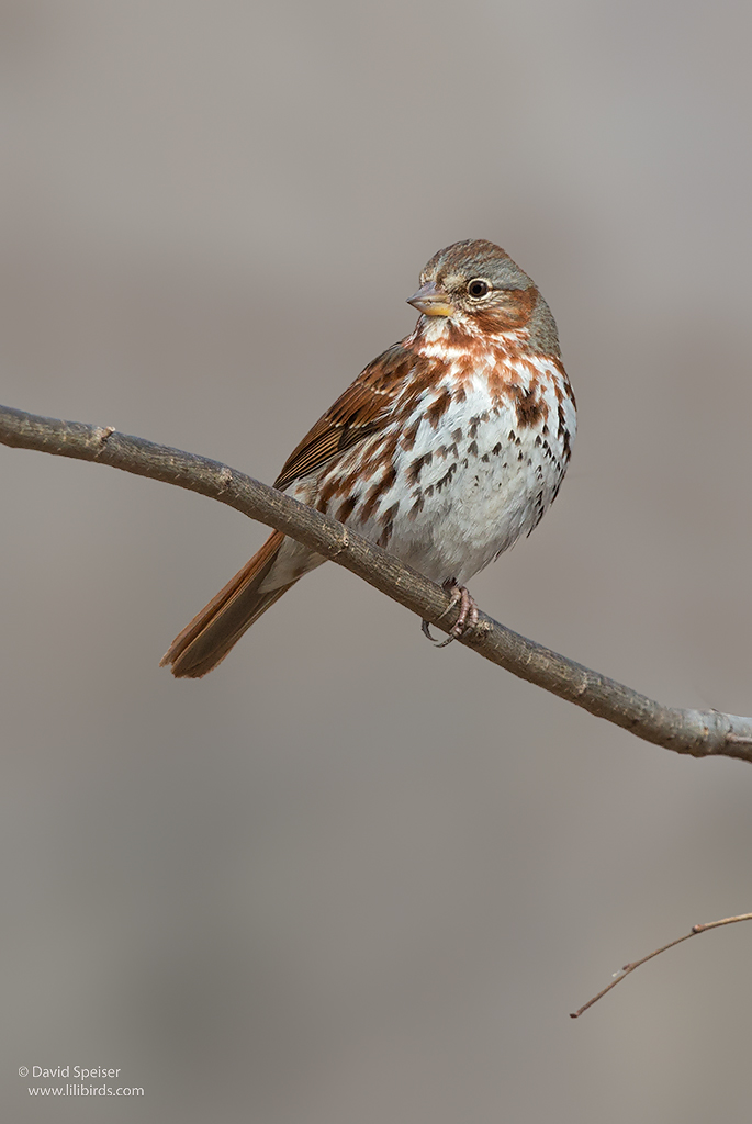 fox sparrow 1 cp ws