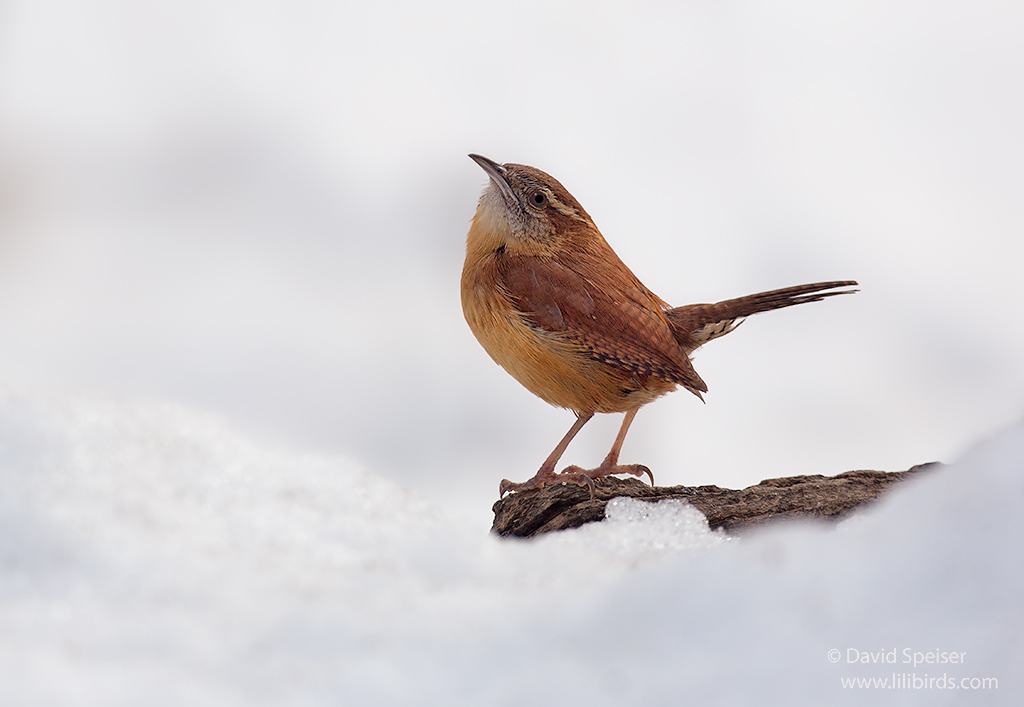 carolina wren cp 1024a